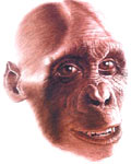 dryopithecus